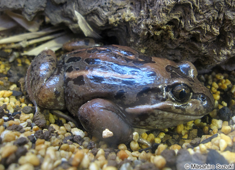 サルミンヌマチガエル Limnodynastes salmini