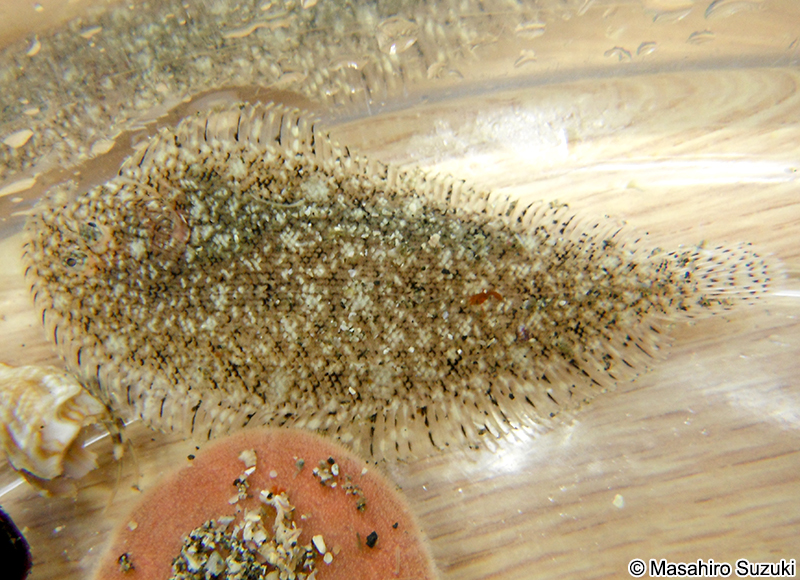 ササウシノシタ Heteromycteris japonicus