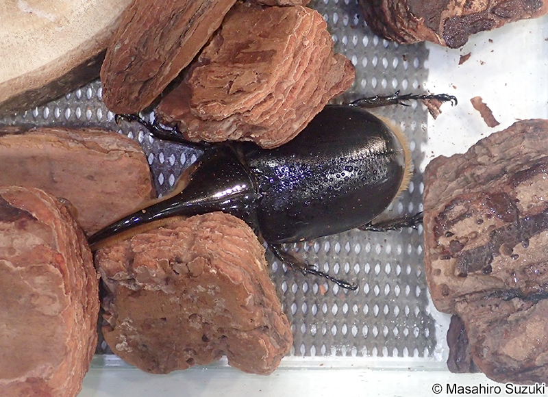 サタンオオカブト Dynastes satanas