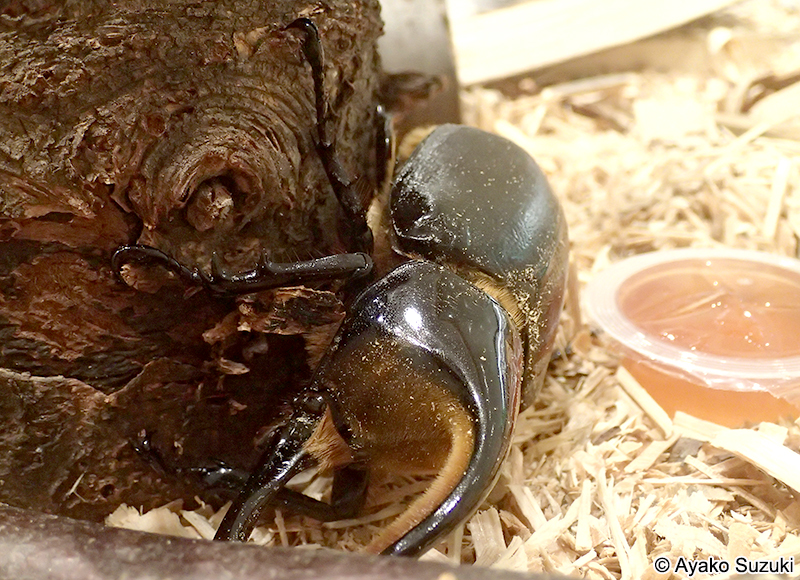 サタンオオカブト Dynastes satanas