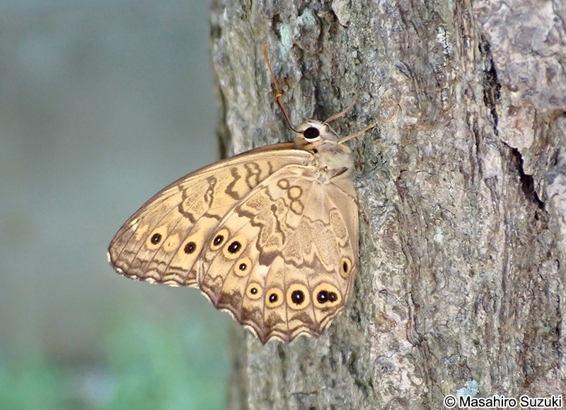 サトキマダラヒカゲ Neope goschkevitschii