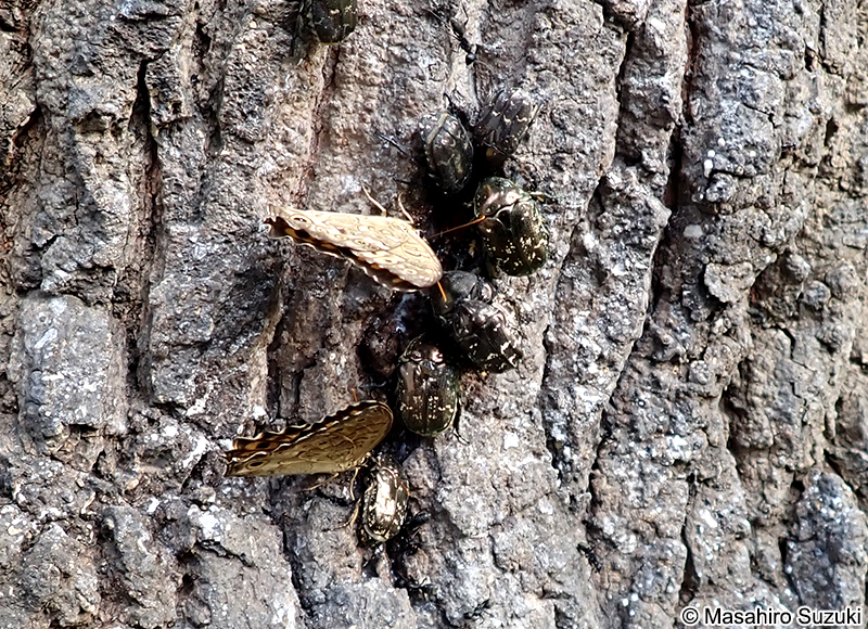 サトキマダラヒカゲ Neope goschkevitschii