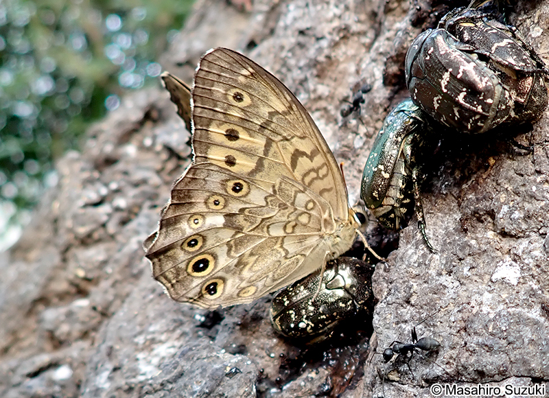 サトキマダラヒカゲ Neope goschkevitschii