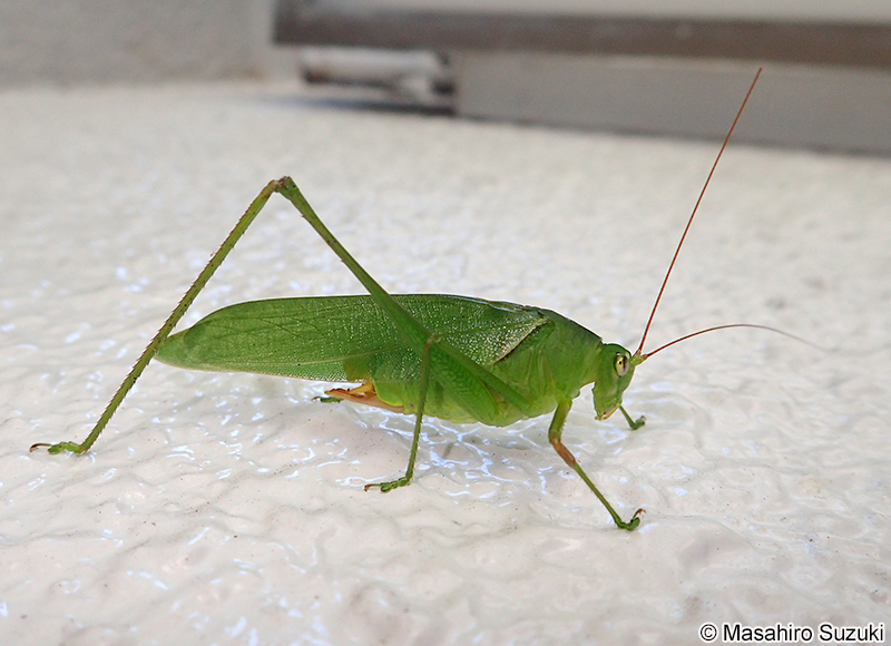 サトクダマキモドキ Holochlora japonica