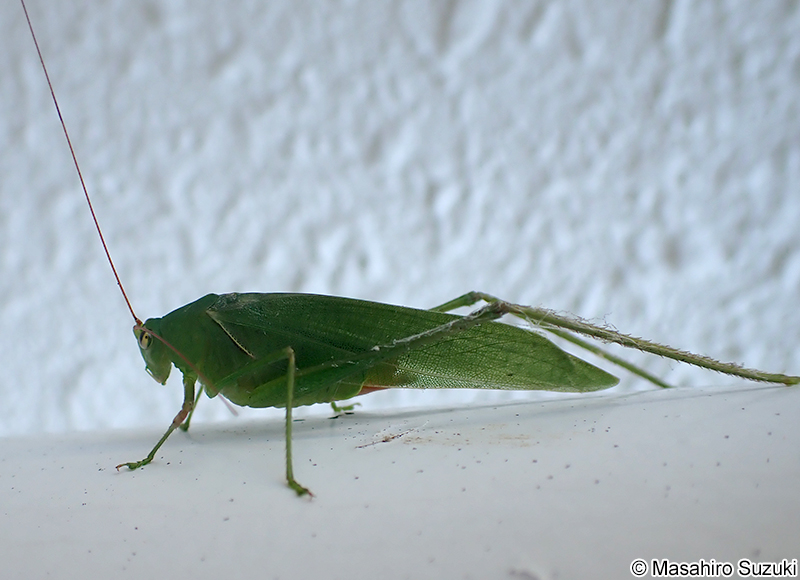 サトクダマキモドキ Holochlora japonica