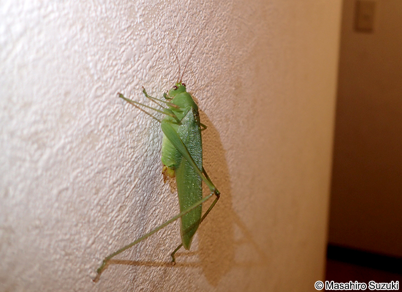 サトクダマキモドキ Holochlora japonica