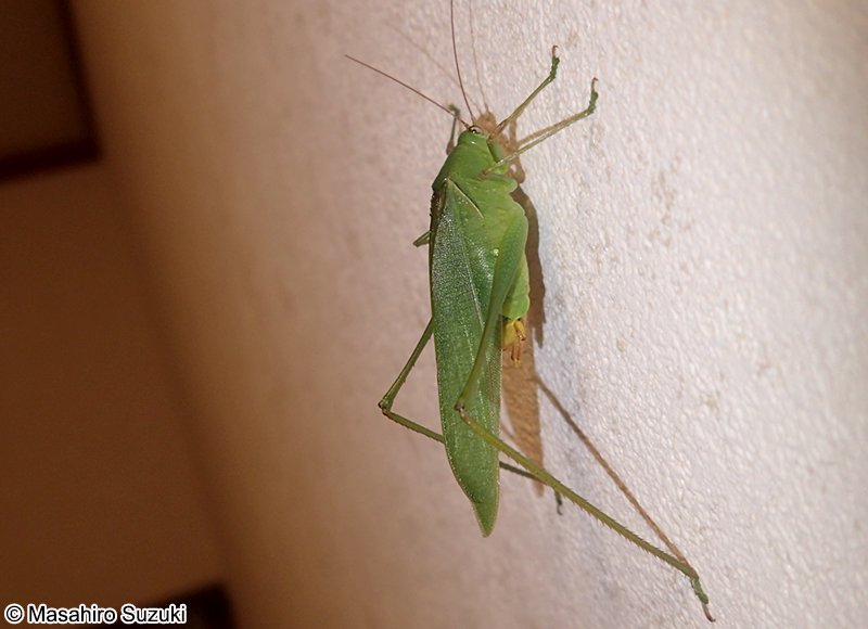 サトクダマキモドキ Holochlora japonica