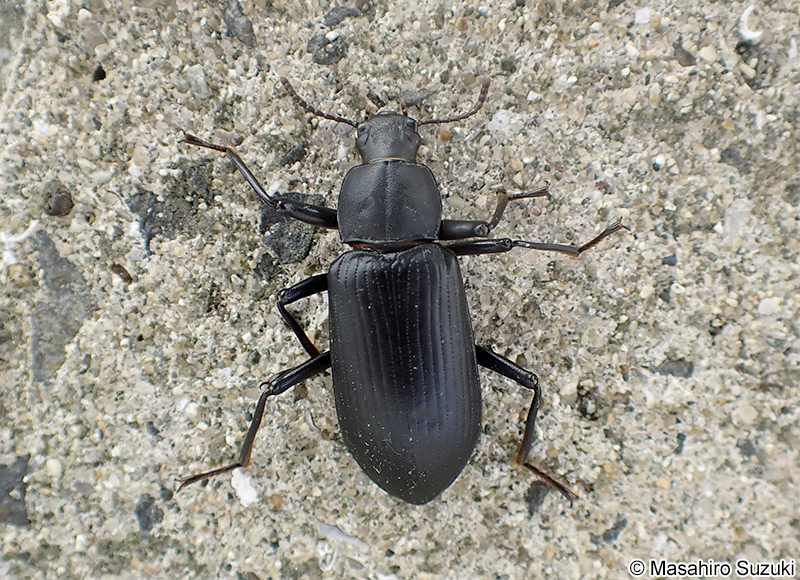 サトユミアシゴミムシダマシ Promethis valgipes valgipes