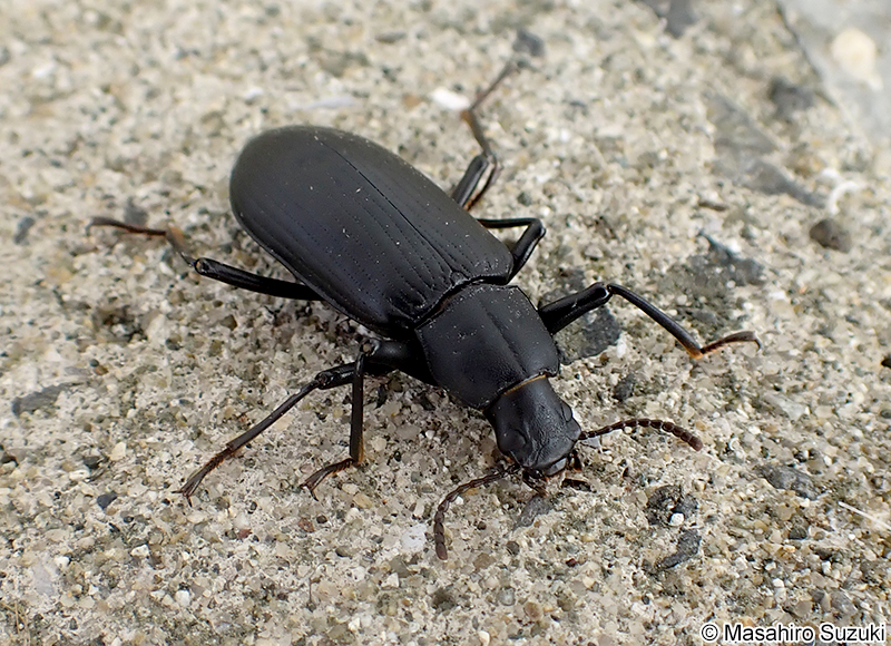 サトユミアシゴミムシダマシ Promethis valgipes valgipes