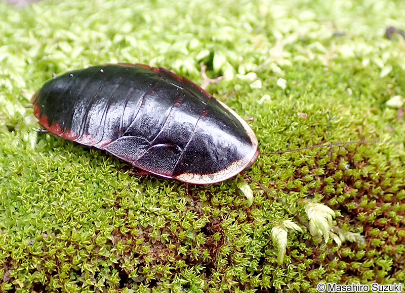 サツマゴキブリ Opisthoplatia orientalis