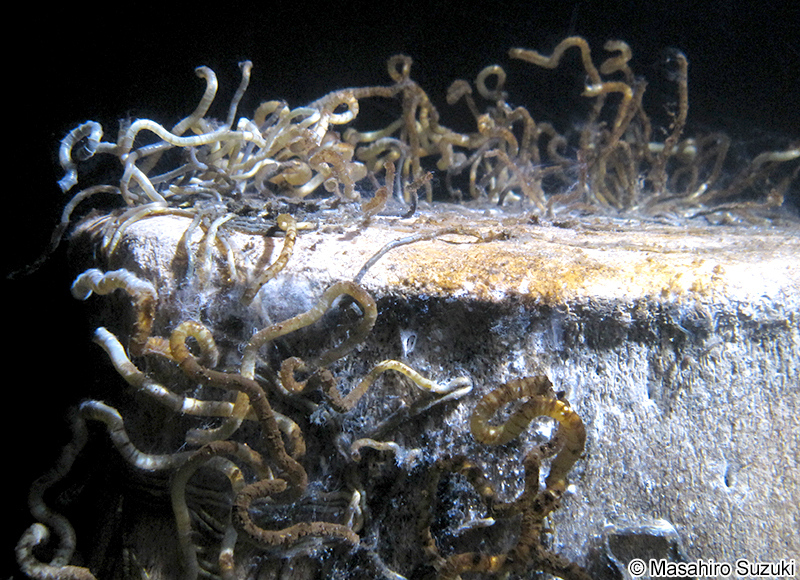 サツマハオリムシ Lamellibrachia satsuma