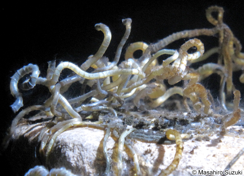 サツマハオリムシ Lamellibrachia satsuma