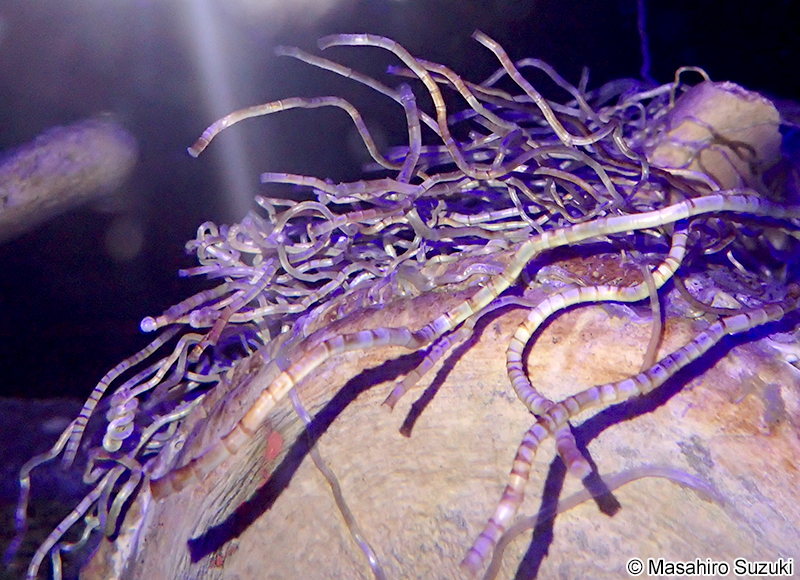 サツマハオリムシ Lamellibrachia satsuma