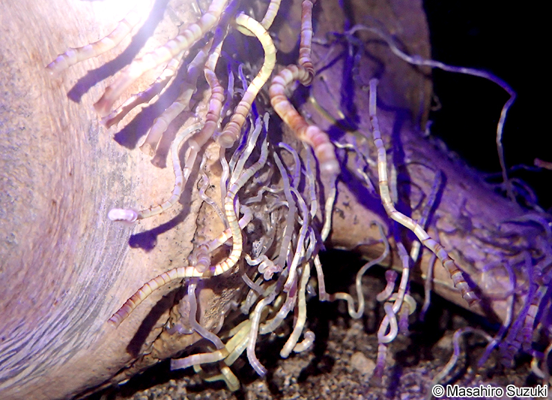 サツマハオリムシ Lamellibrachia satsuma