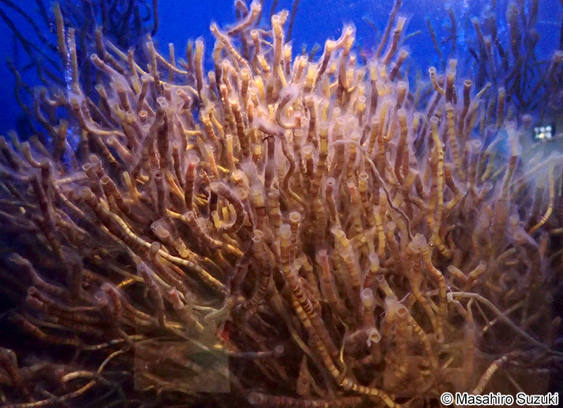 サツマハオリムシ Lamellibrachia satsuma