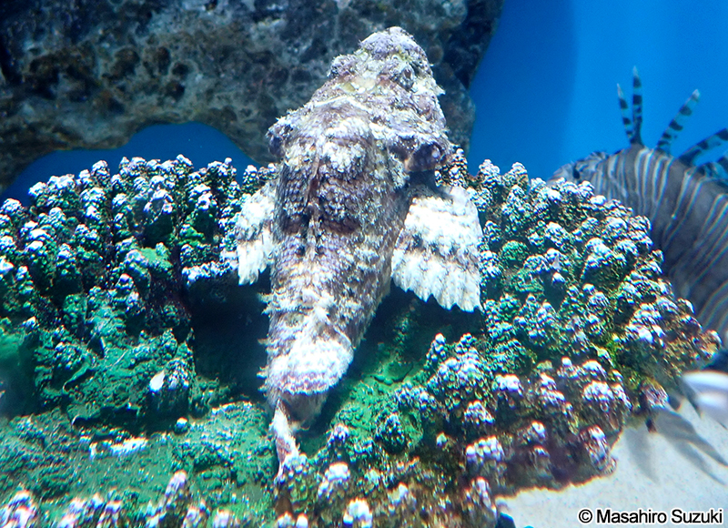 サツマカサゴ Scorpaenopsis neglecta