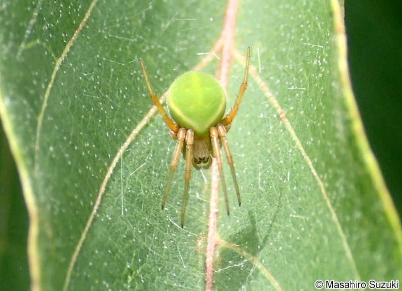 サツマノミダマシ Neoscona scylloides