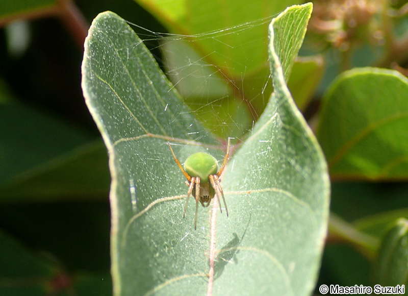 サツマノミダマシ Neoscona scylloides