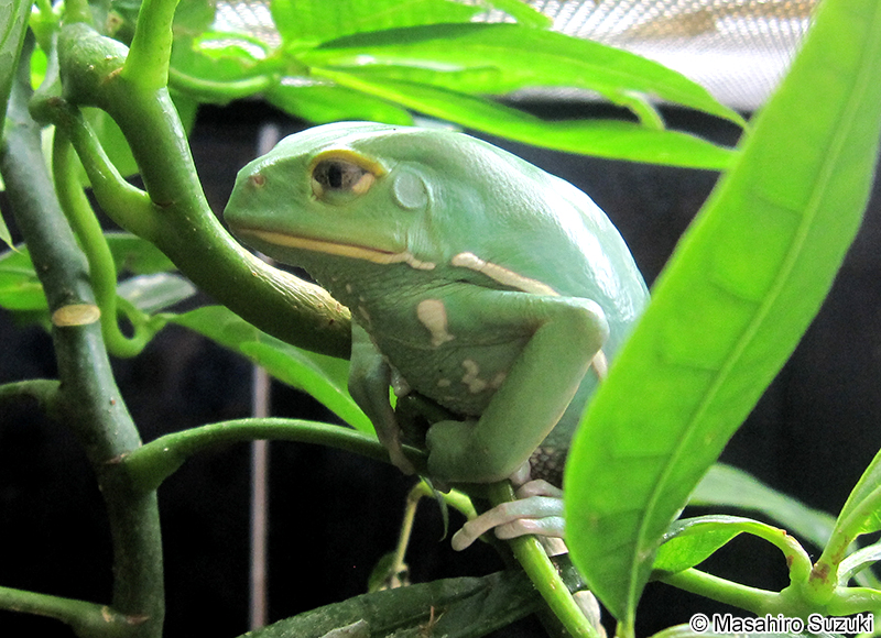 ソバージュネコメガエル Phyllomedusa sauvagii