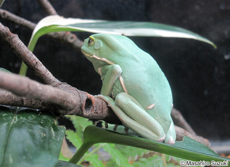 ソバージュネコメガエル Phyllomedusa sauvagii