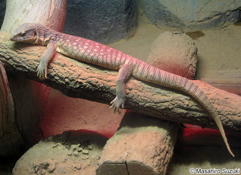 サバンナオオトカゲ Varanus exanthematicus