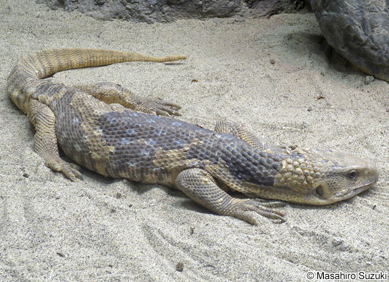 サバンナオオトカゲ Varanus exanthematicus