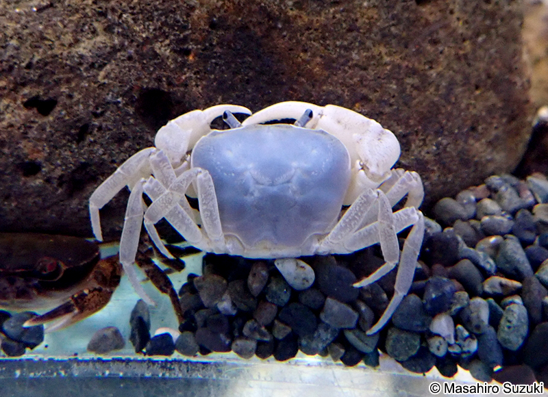 サワガニ Geothelphusa dehaani