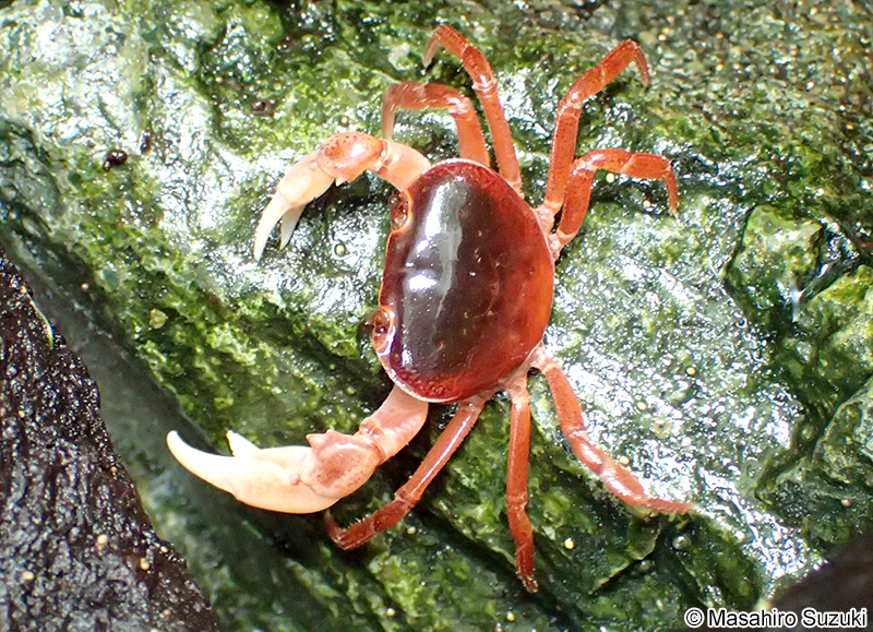 サワガニ Geothelphusa dehaani