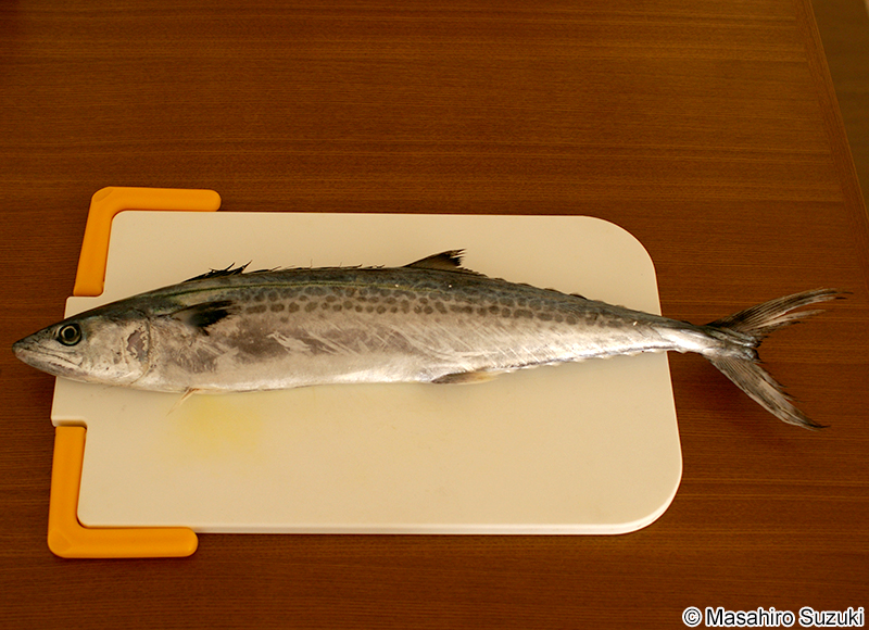 サワラ Scomberomorus niphonius