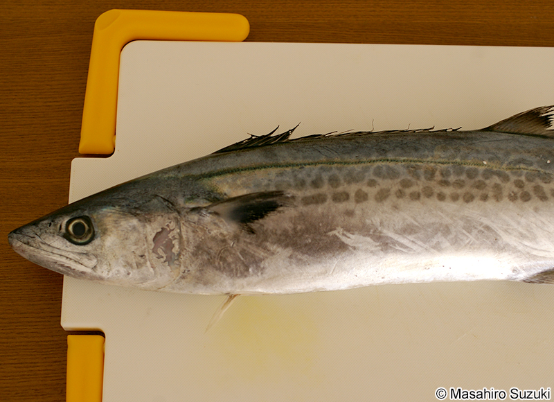 サワラ Scomberomorus niphonius