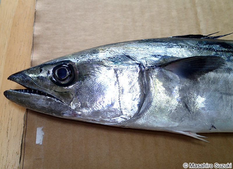 サワラ Scomberomorus niphonius