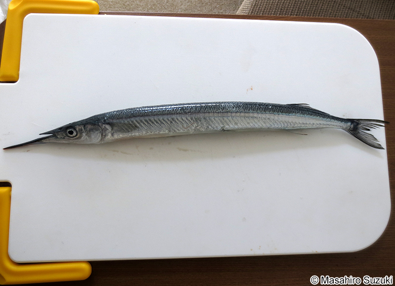 サヨリ Hyporhamphus sajori