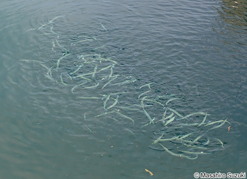 サヨリの群れ