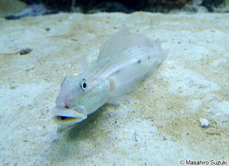 サザナミハゼ Valenciennea longipinnis