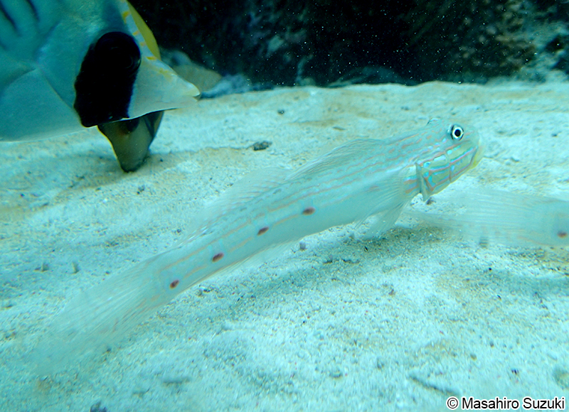 サザナミハゼ Valenciennea longipinnis