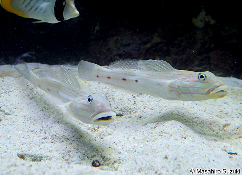 サザナミハゼ Valenciennea longipinnis