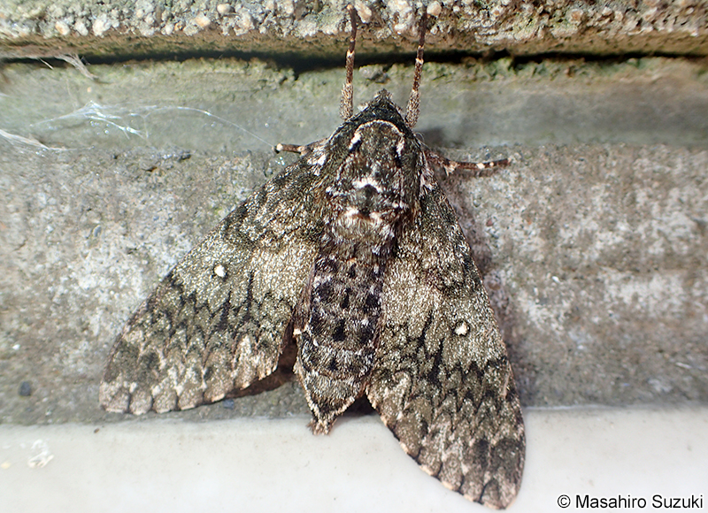 サザナミスズメ Dolbina tancrei