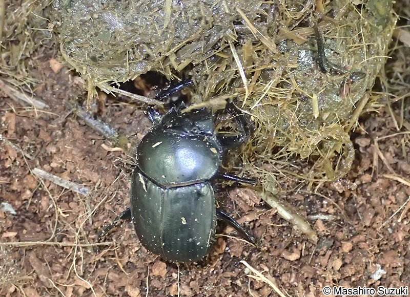 タマオシコガネ Scarabaeus