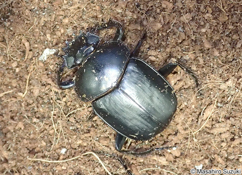 タマオシコガネ Scarabaeus
