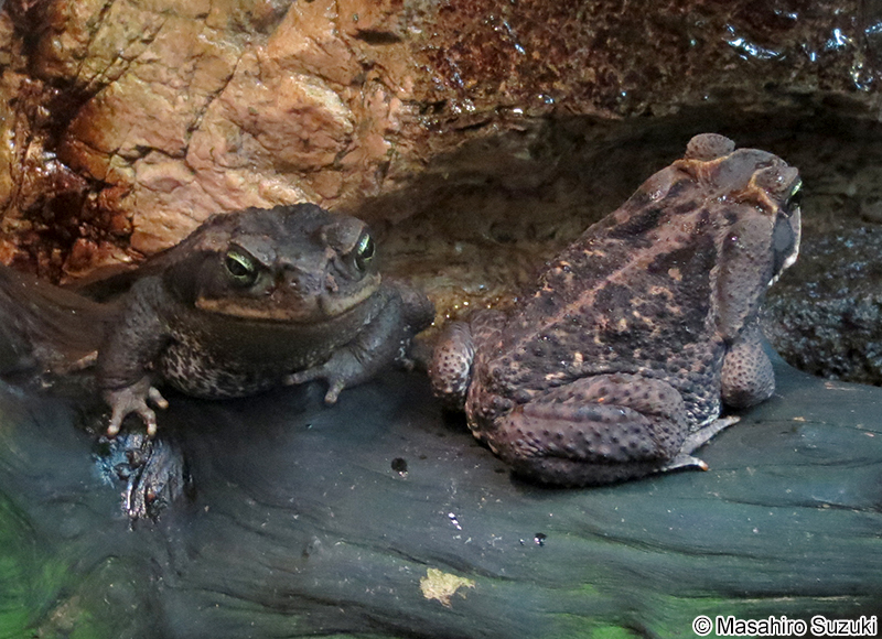 ロココヒキガエル Rhinella schneideri