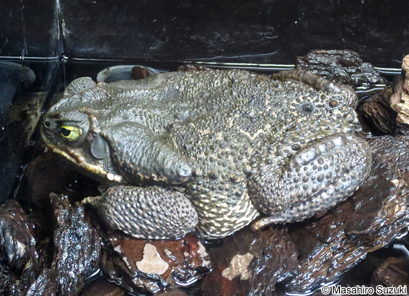 ロココヒキガエル Rhinella schneideri