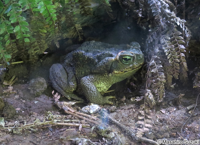 ロココヒキガエル Rhinella schneideri