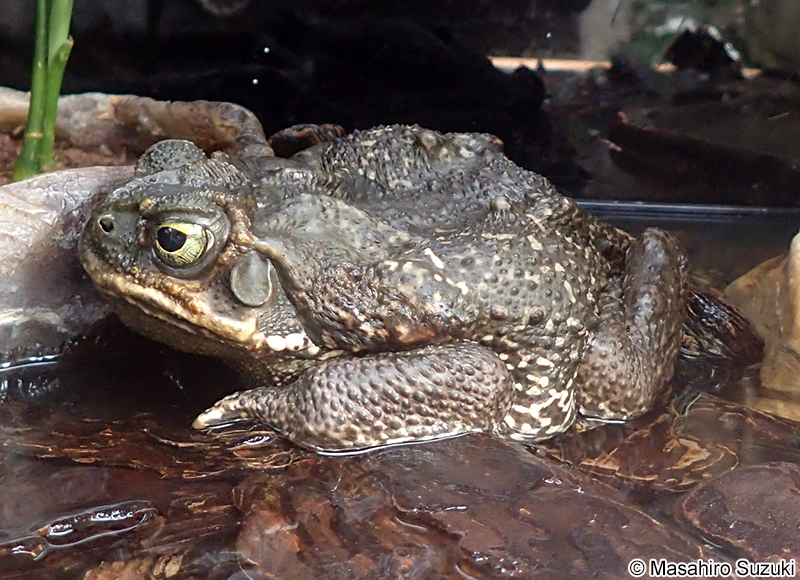 ロココヒキガエル Rhinella schneideri
