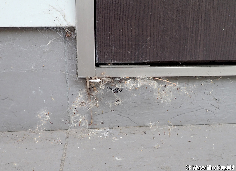 セアカゴケグモ Latrodectus hasseltii