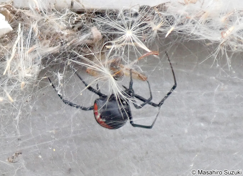 セアカゴケグモ Latrodectus hasseltii