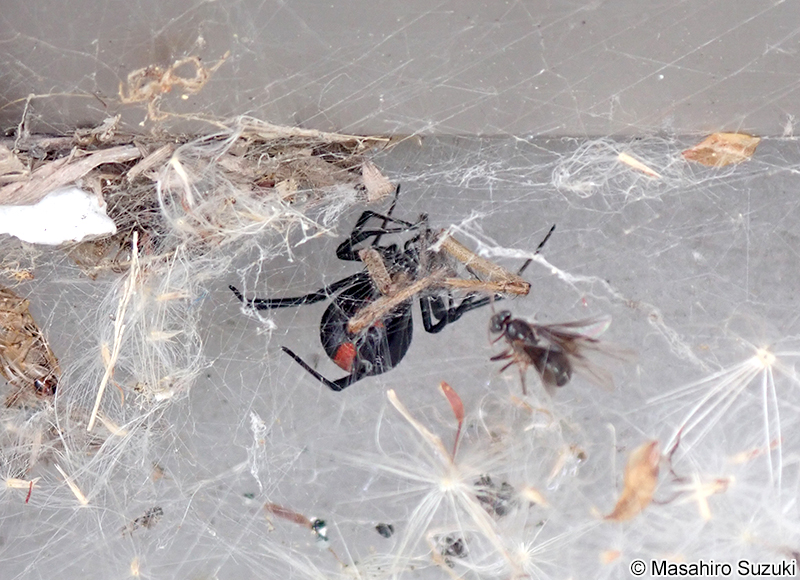 セアカゴケグモ Latrodectus hasseltii