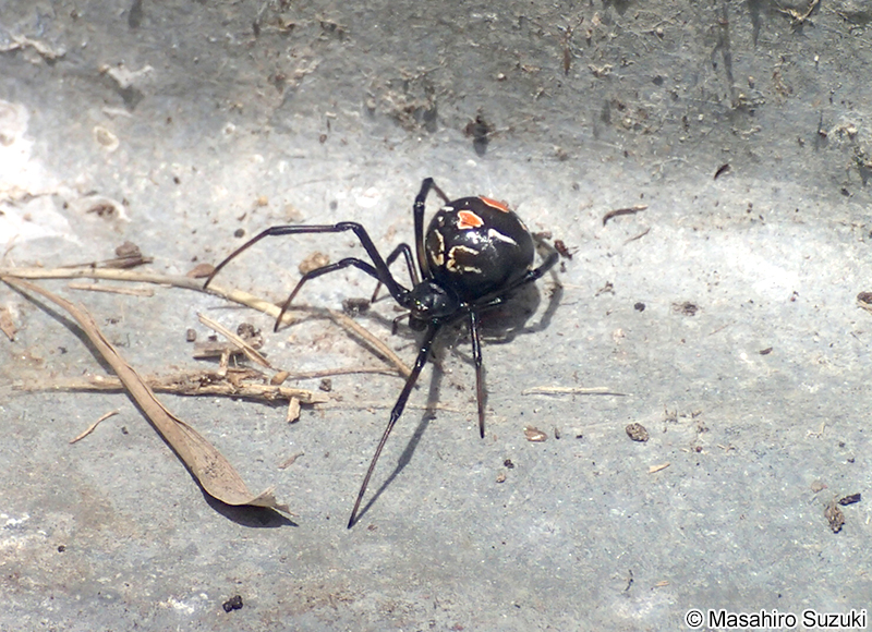 セアカゴケグモのメス