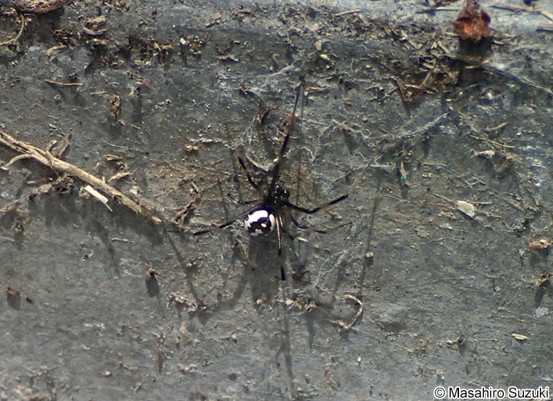 セアカゴケグモのオス