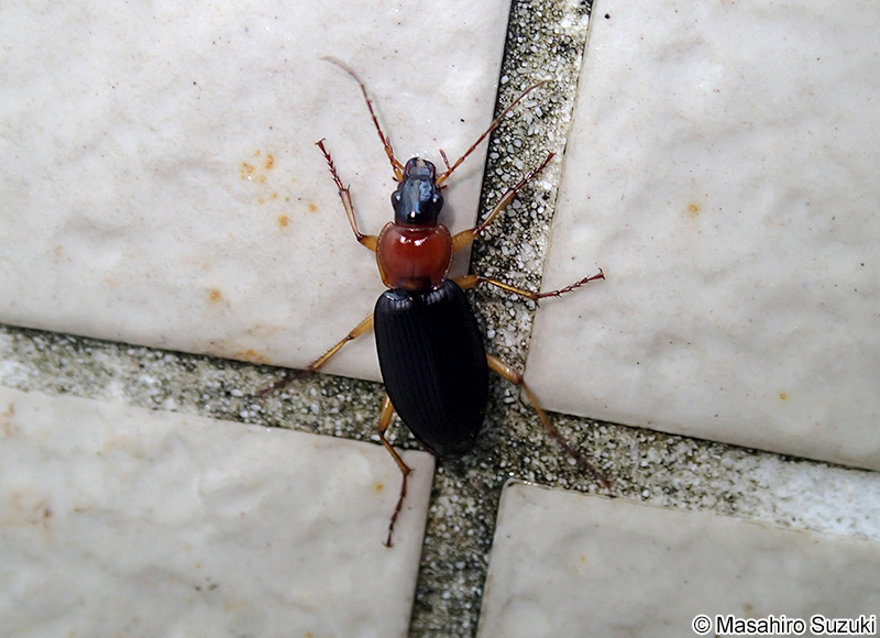 セアカヒラタゴミムシ Dolichus halensis