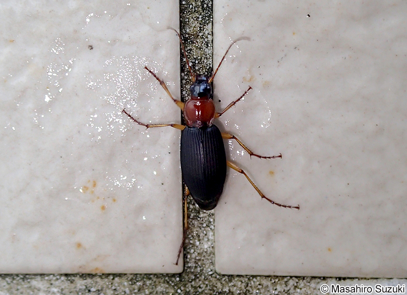 セアカヒラタゴミムシ Dolichus halensis